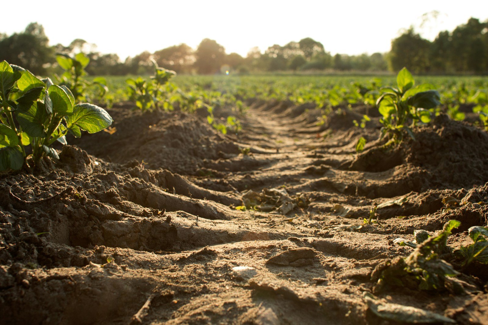 How Soil Erosion Is Destroying Farmland Can We Find Solutions to Restore Our Soil