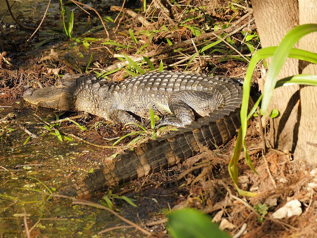 Alligator conservation
