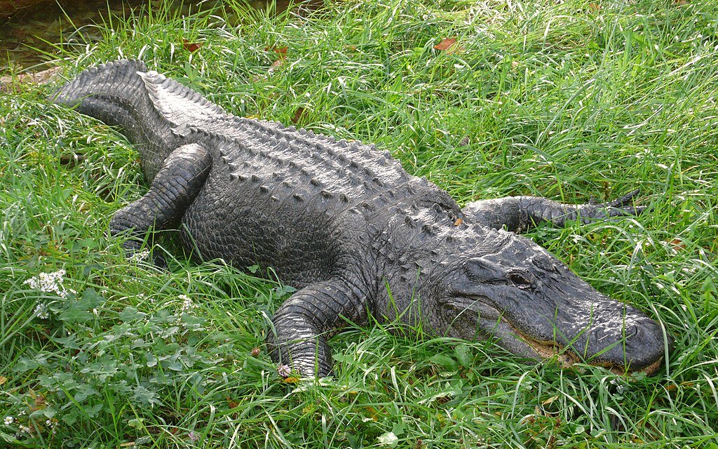 Alligator conservation