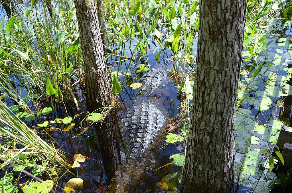 Alligator conservation