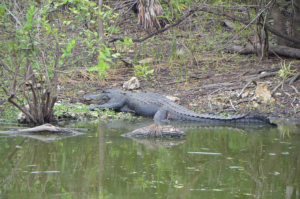 Alligator conservation