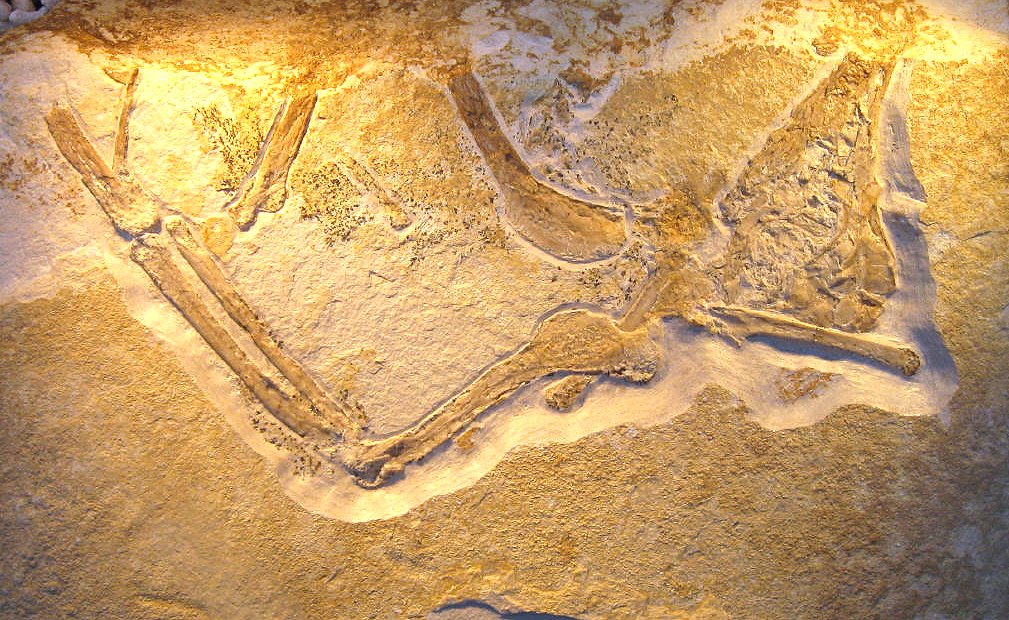 Dinosaur era