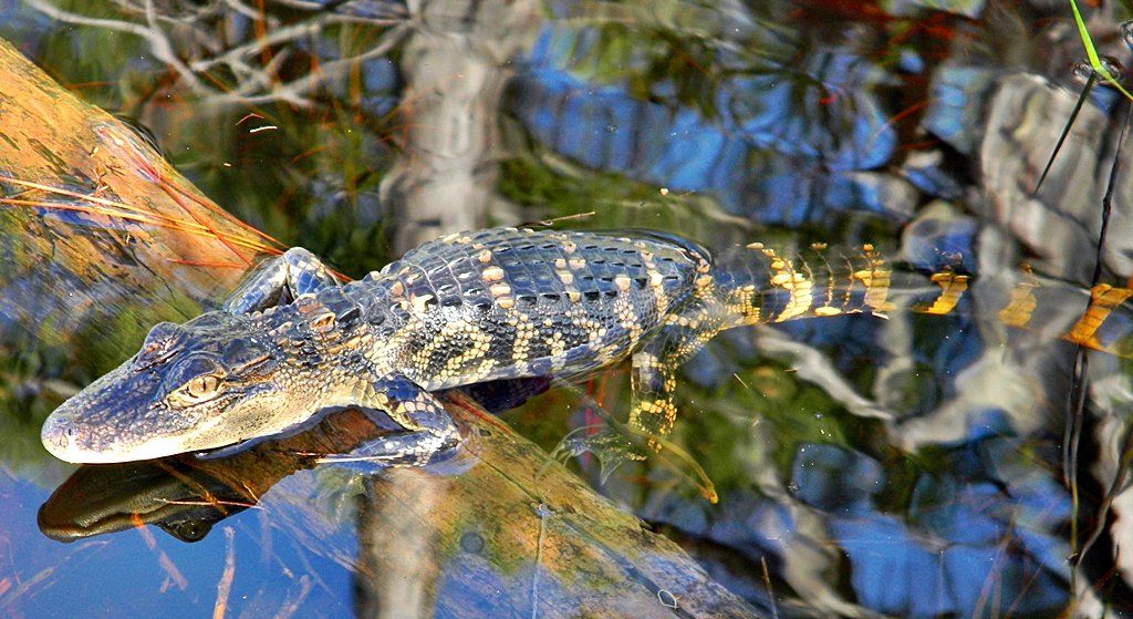 Alligator conservation
