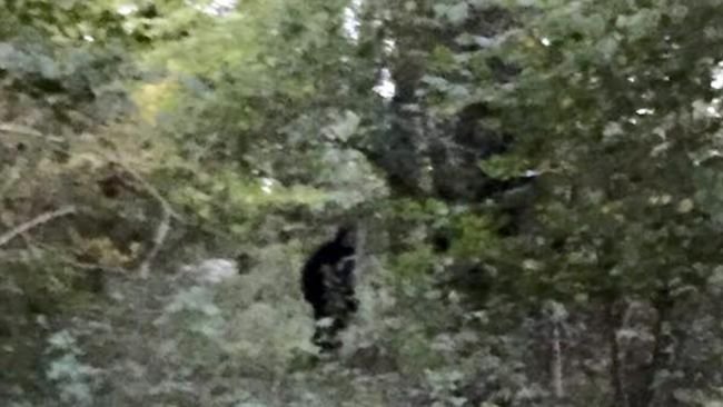 Legend of Sasquatch, bigfoot