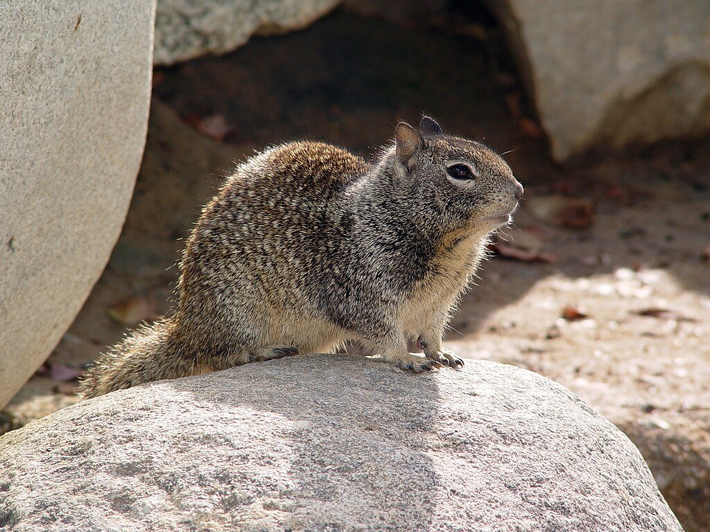 California Ground Squirrel (Spermophilus beecheyi)