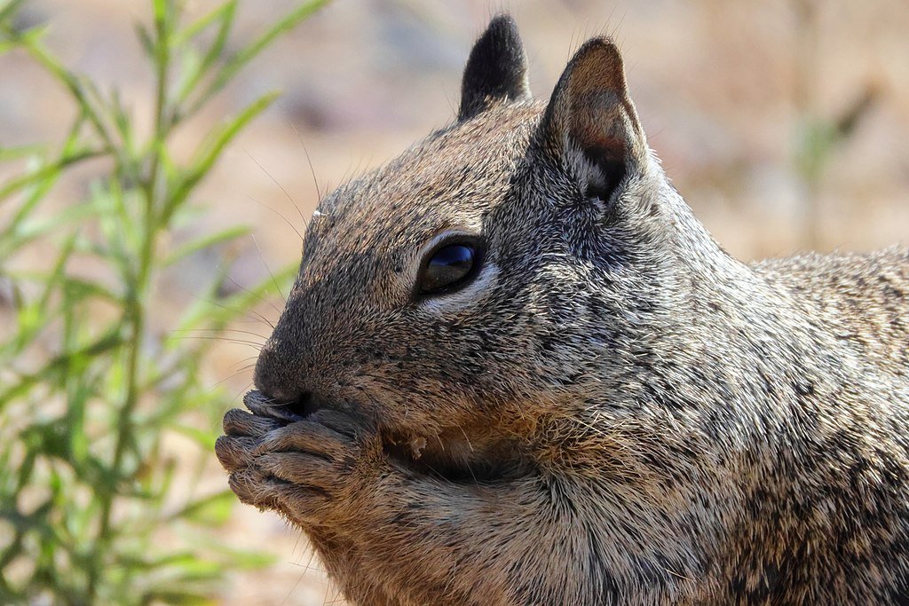 Meat-Eating Squirrels? Scientists Unravel a Mysterious New Predatory Behavior