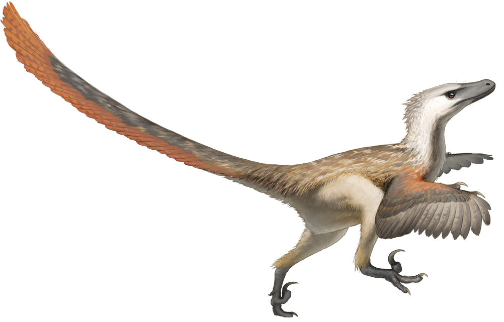 Velociraptor mongoliensis