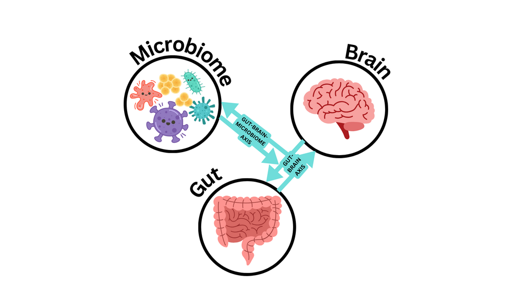 Connection of gut health and brain