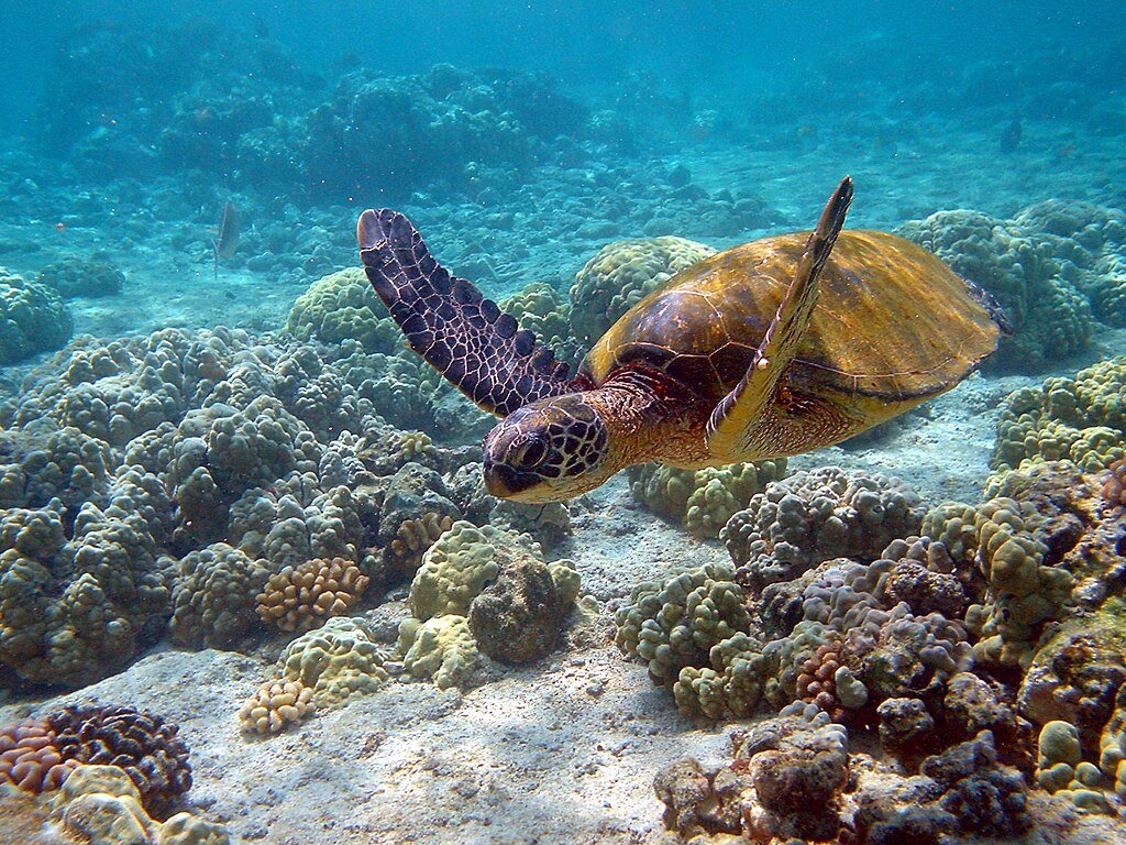 hawaii turtle