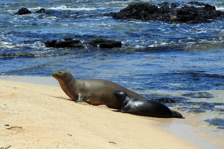 Hawaii Ecosystem, invasive and non-invasive species