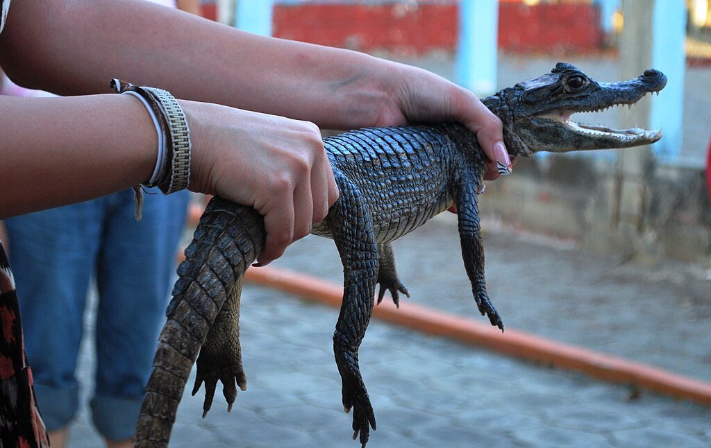 Alligator conservation