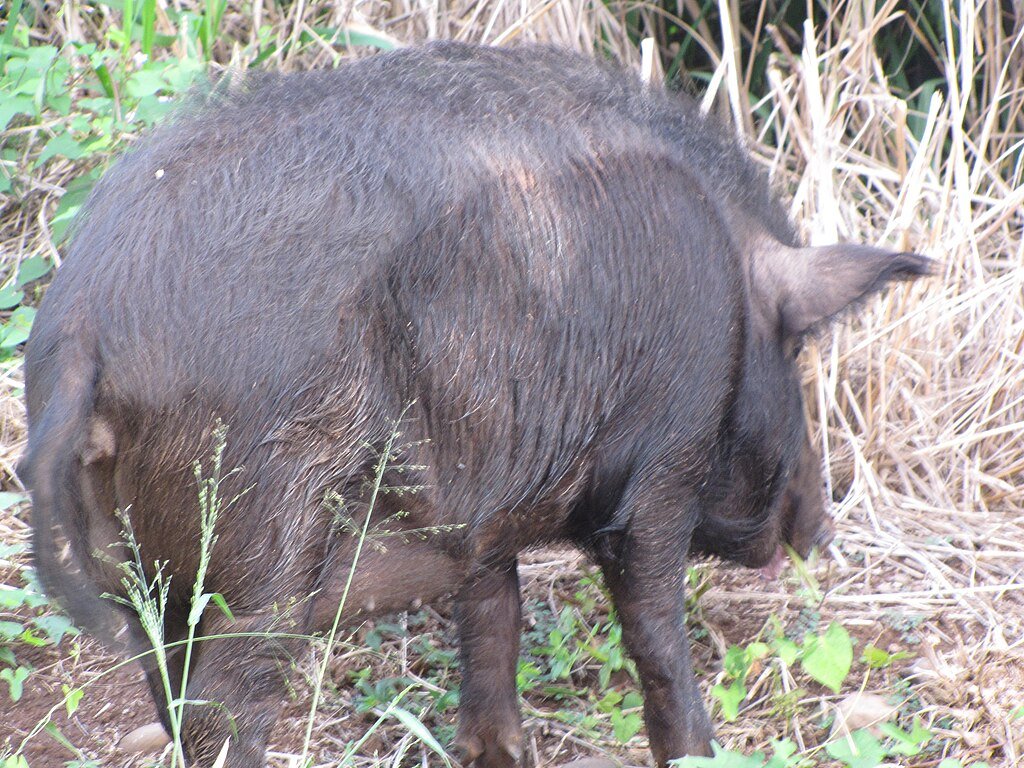 Hawaii invasive species
