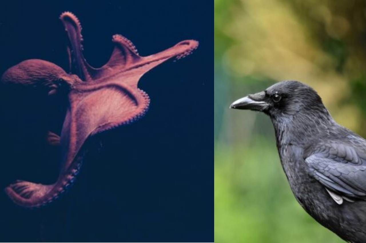 Octopus vs Crow Which Is the Smarter Animal