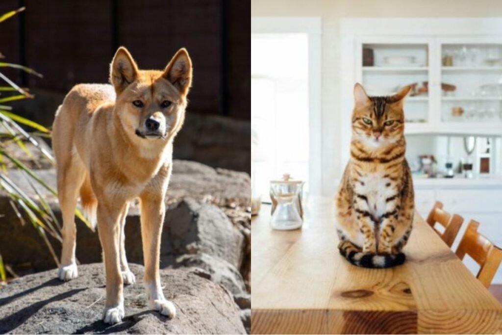Dingoes vs Feral Cats Australias Predator War.