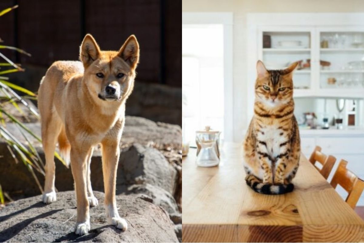 Dingoes vs Feral Cats Australias Predator War and Its Impact on Native Wildlife