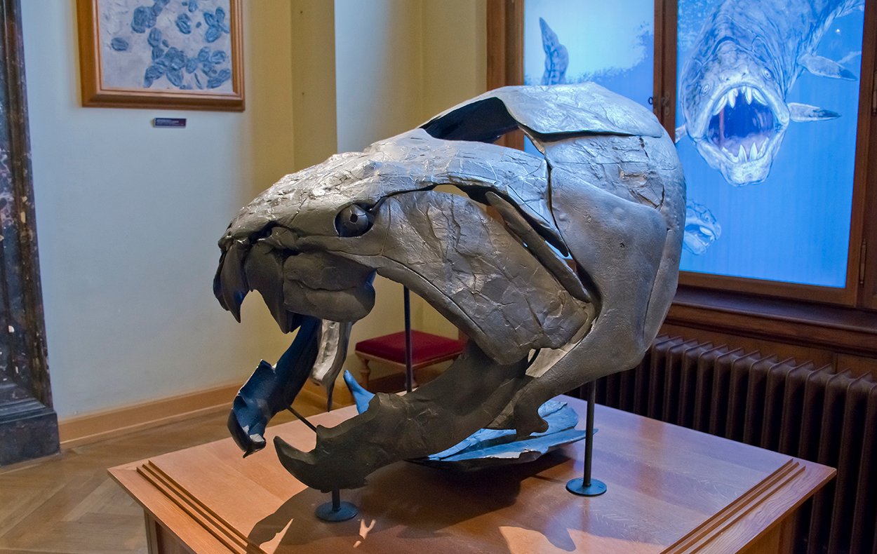 Fossil of Dunkleosteus