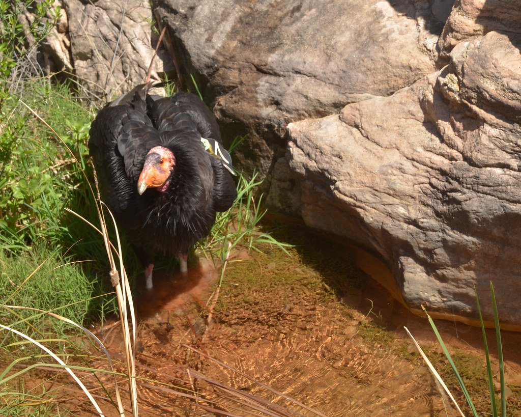 California condor (Gymnogyps californianus) is the largest land bird in North America with a wingspan up to 9 1/2 feet and weighing up to 23 pounds.