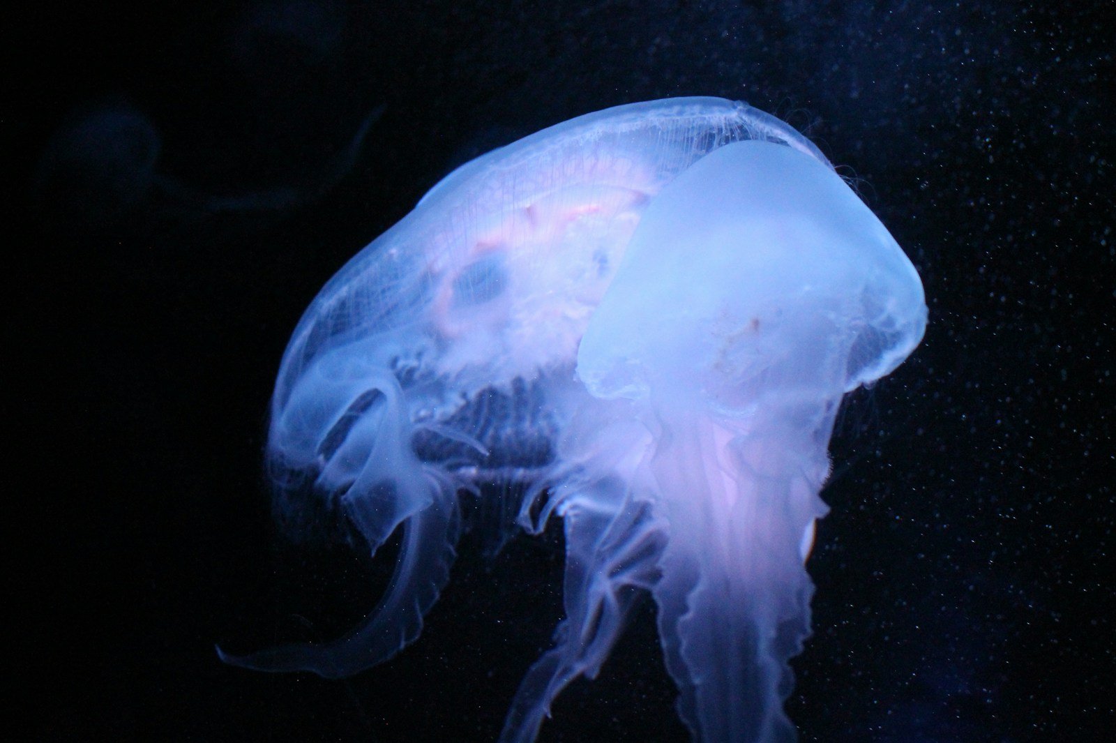 That Time Scientists Created a Cyborg Jellyfish That Could Swim Faster Than Normal