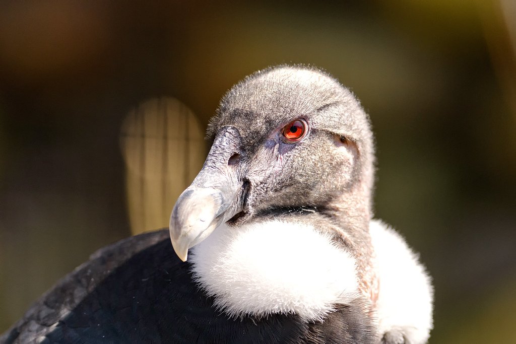 The female Andean Condor has fine feathers on its head that resemble hairs, and a "furry collar" of white feathers. But the most distinctive features are the bright red eyes, which give the condor a malevolent cast.
