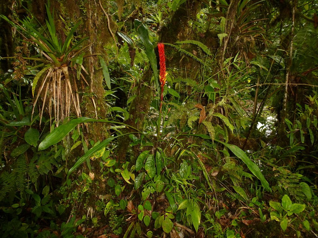 Pitcairnia sceptriformis and Bromeliaceae plants.
