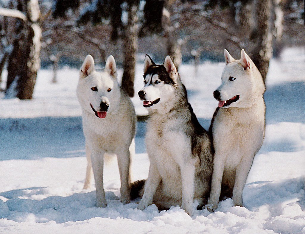 Three Siberian Husky