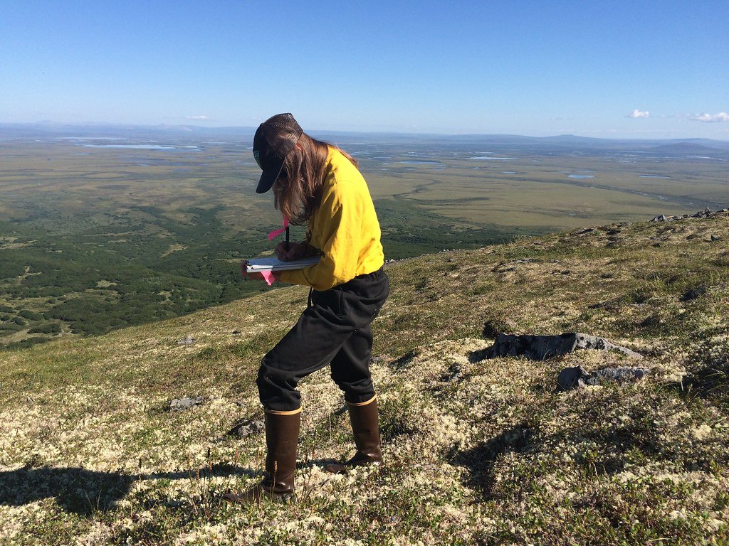 Anchorage Field Office Ecologist, records observations on the utilization of lichen by reindeer to assess the status of rangeland health. Image by Bureau of Land Management Alaska via Openverse.