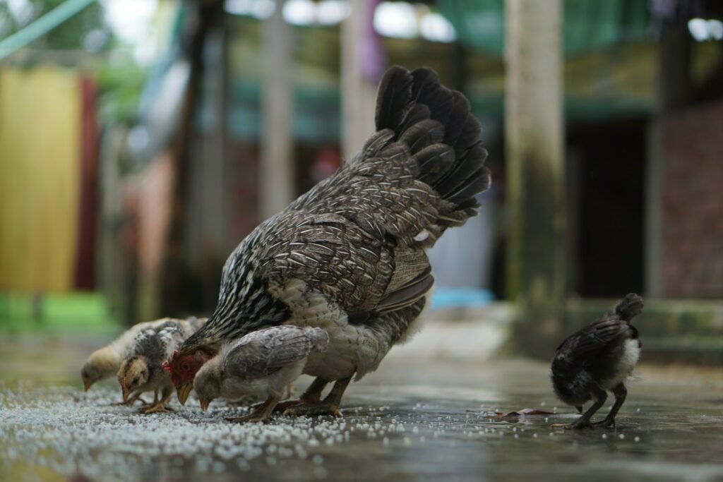 A hen, with her fluffy chicks, forages in the backyard of a rural village.