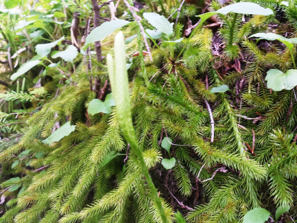 Common clubmoss sporophylls.