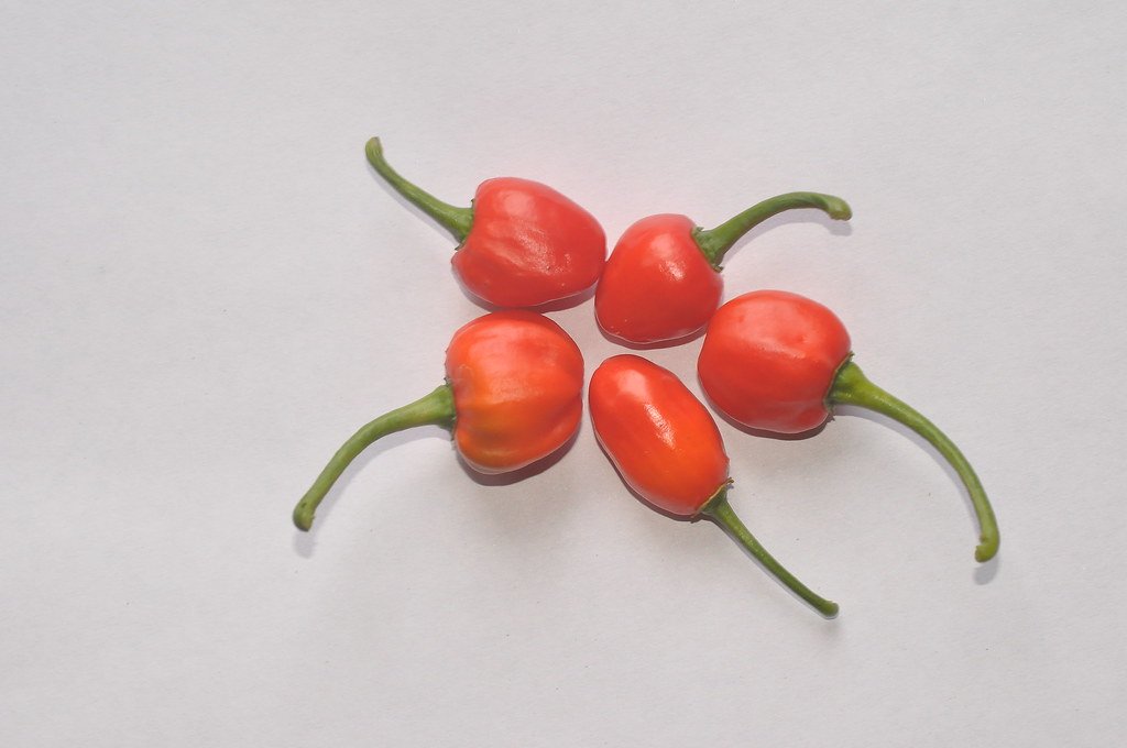 Genetic variation in chili pepper. 