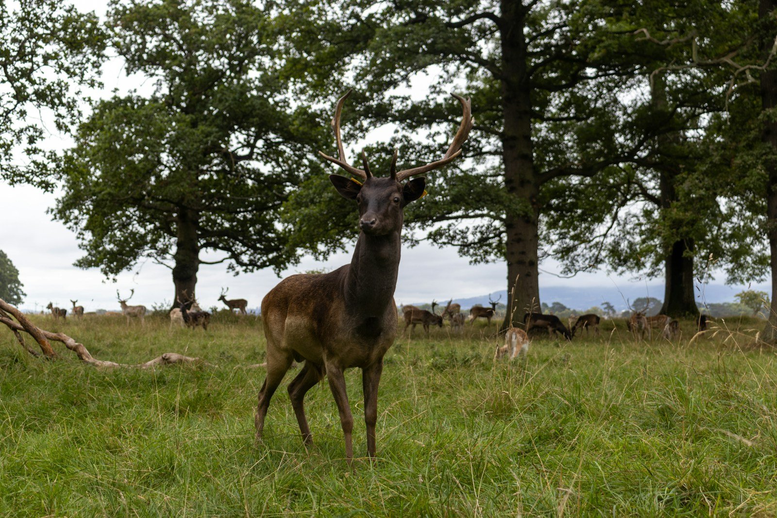 The Legend of the Irish Elk Could It Have Survived into Modern Times