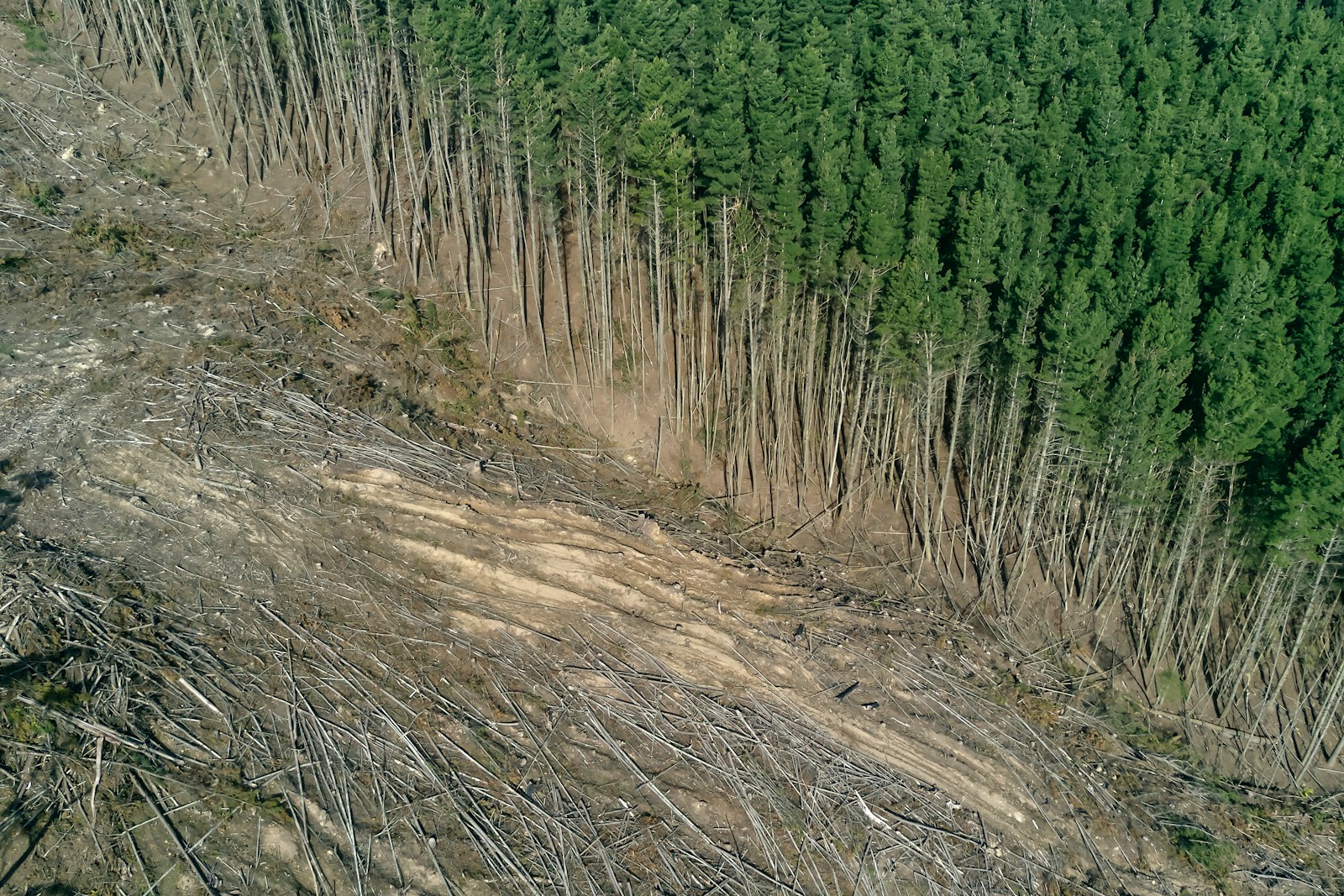 The Controversial Role of Deforestation in Protecting Human Livelihoods Versus Saving Forest Species