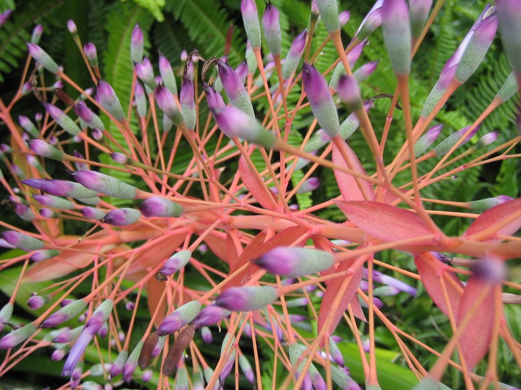 Prehistoric Flowers.