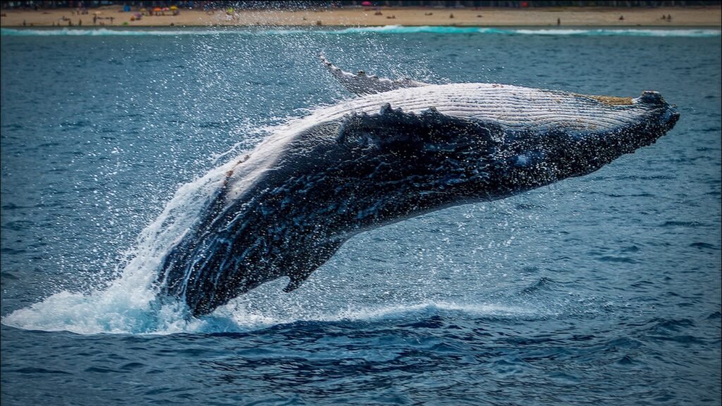 North Atlantic Right Whale tail on blue ocean water during daytime.
