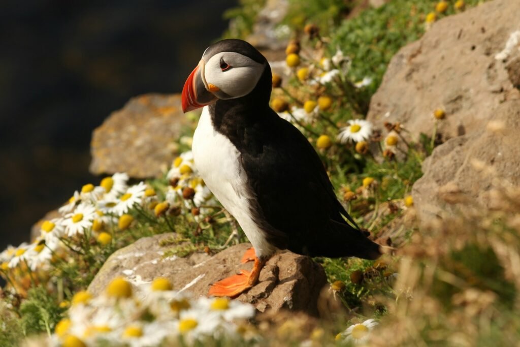 Puffin bird (with webbed feet) standing on rocks. 