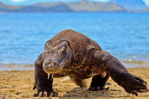 Komodo dragon captured by a drone.