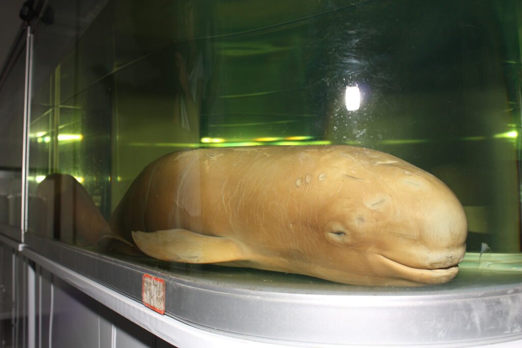 Yangtze finless porpoise specimen in the Institute of Hydrobiology, Chinese Academy of Sciences.