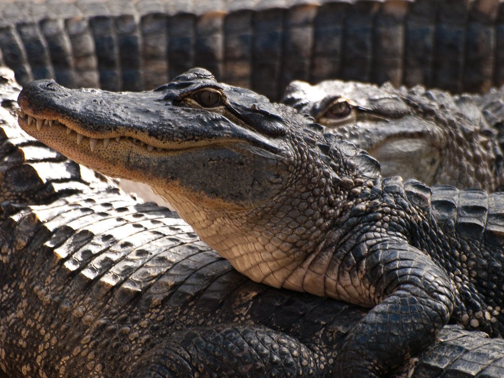 Conservation of alligator