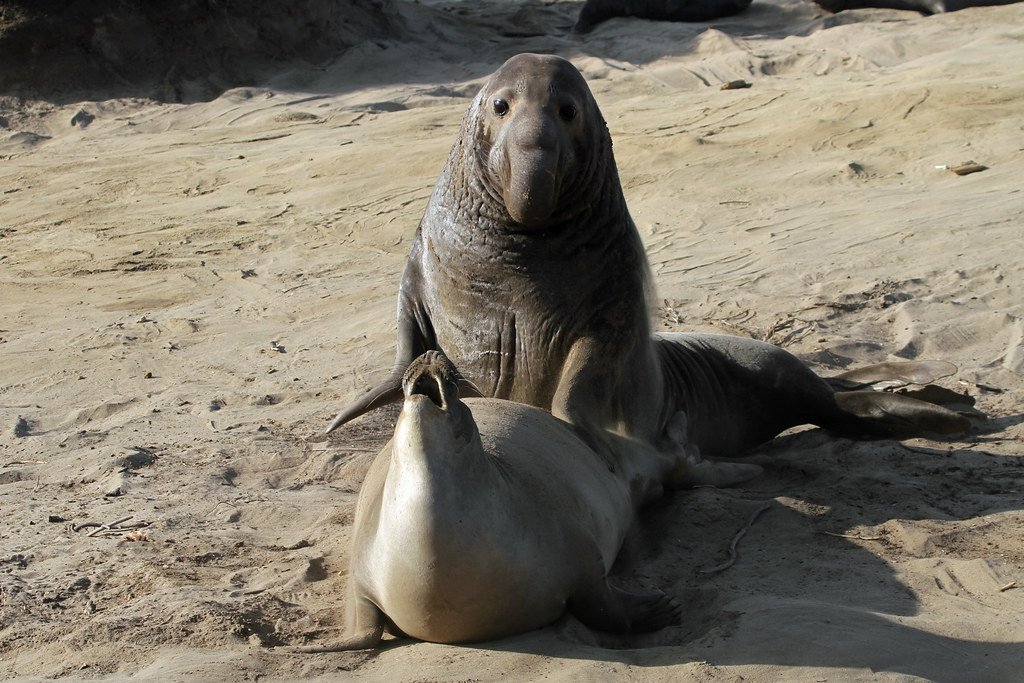 Elephant Seal, animal mating ritual