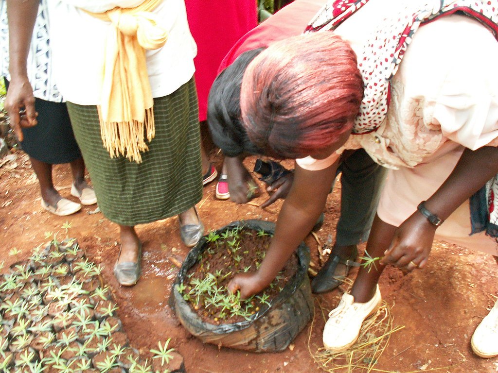 Group of people planting seedlings in a garden