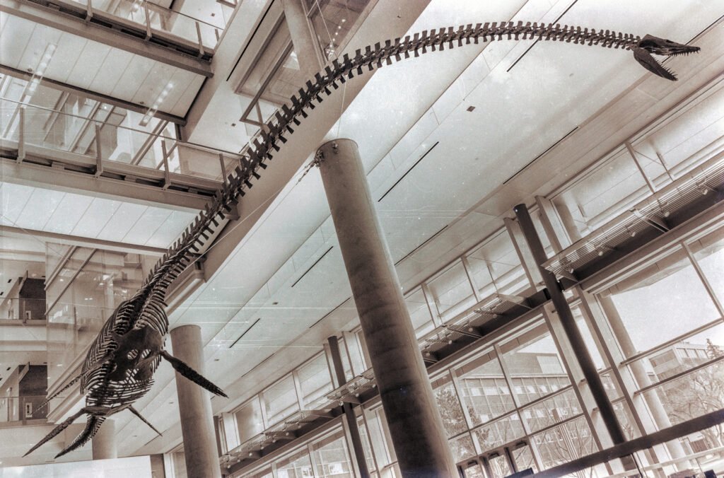 Elasmosaurus, prehistoric creature