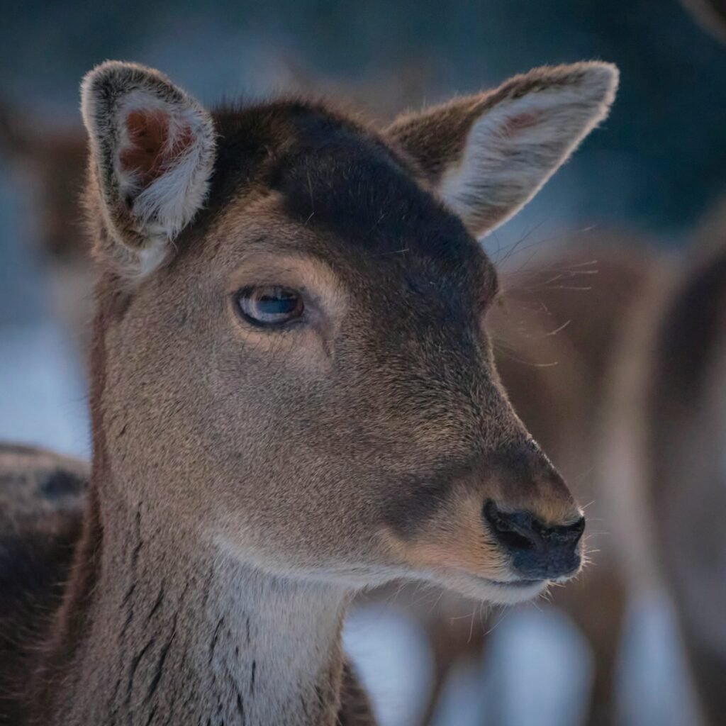 Close up of a fawn's face with other deer in the background.