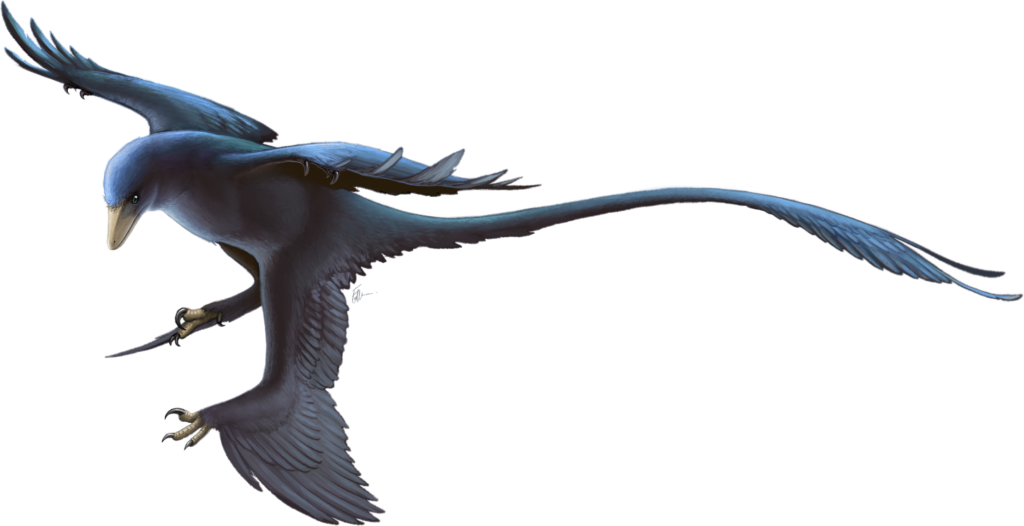 Microraptor restoration (cropped).