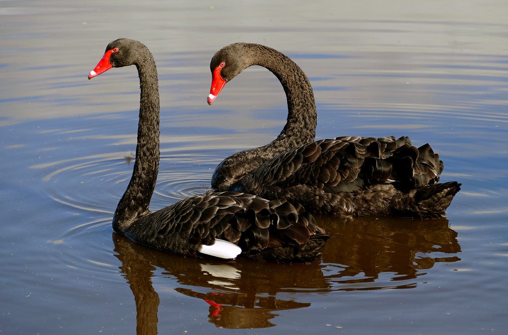 Black swan mating ritual