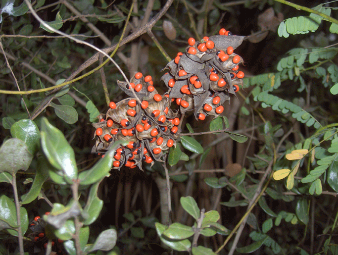Poisonous Rosary Pea