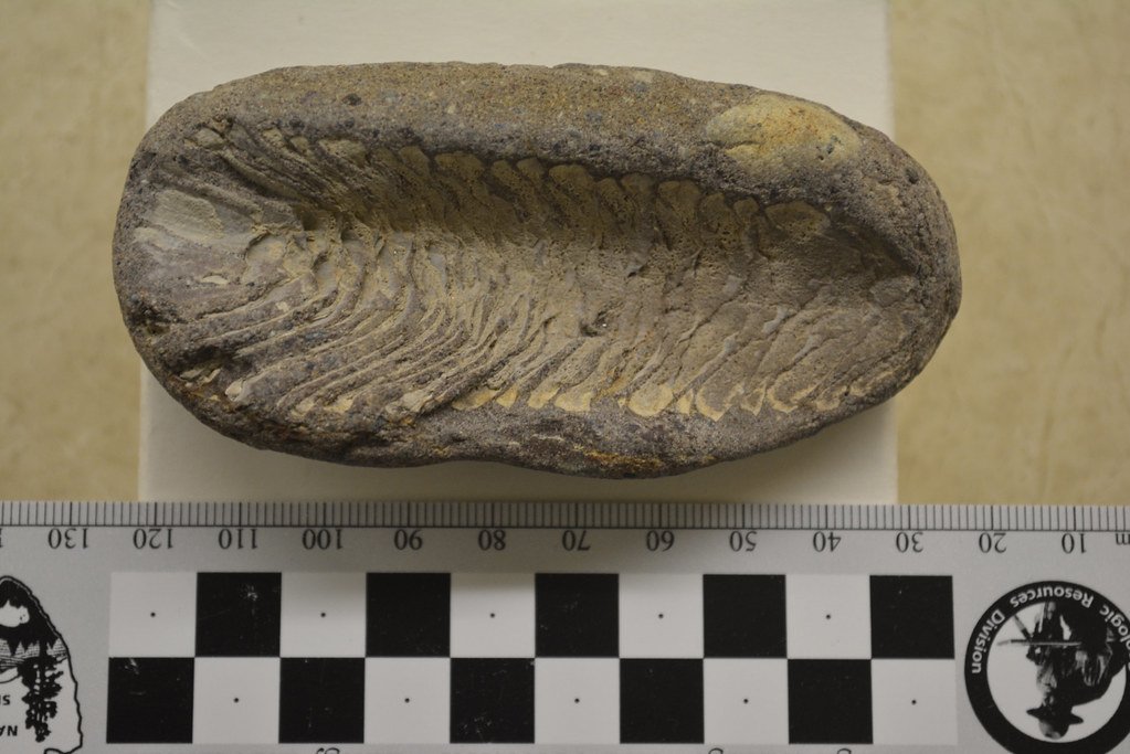 Fossilized cone.