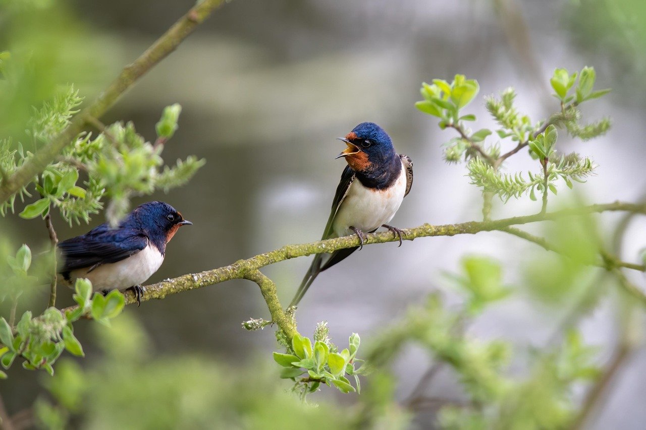 Evolutionary Descendants: Birds