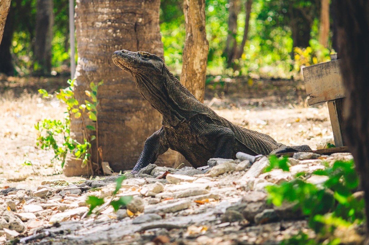 Komodo Dragons: Modern-Day Behemoths