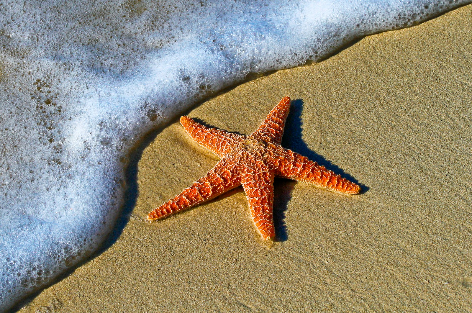 The Incredible Power of Regeneration: Animals That Can Grow Back Limbs