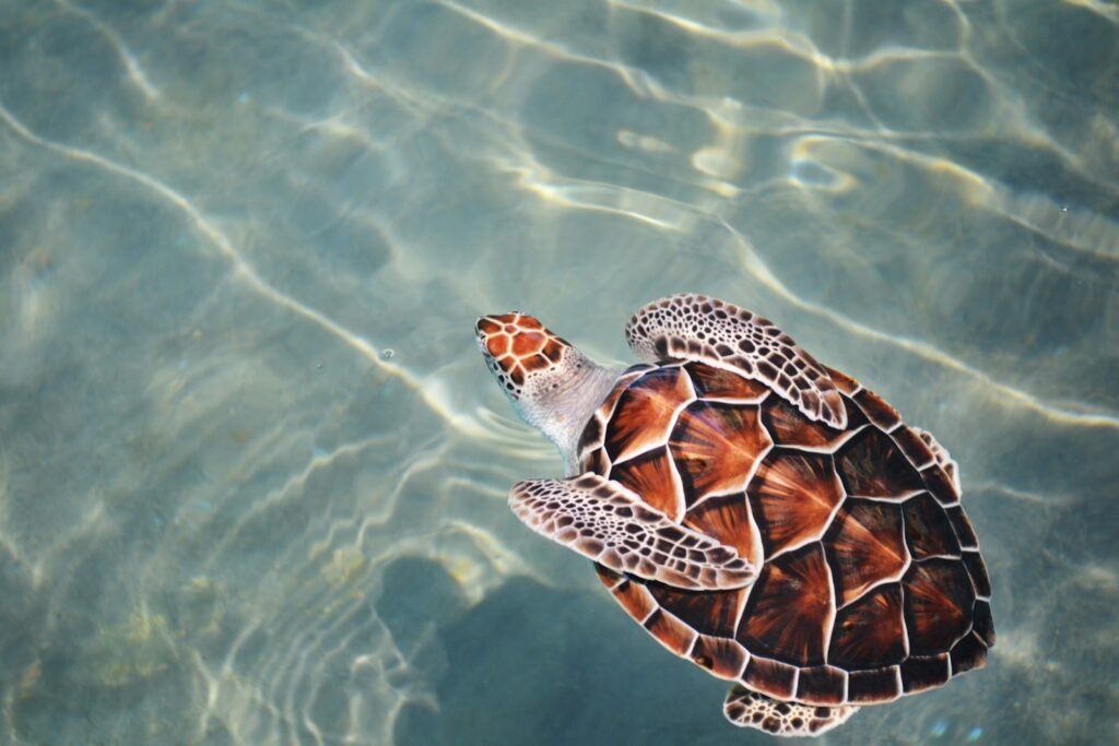 Hawksbill turtle swimming on a body of water, highlighting the pattern of its back.