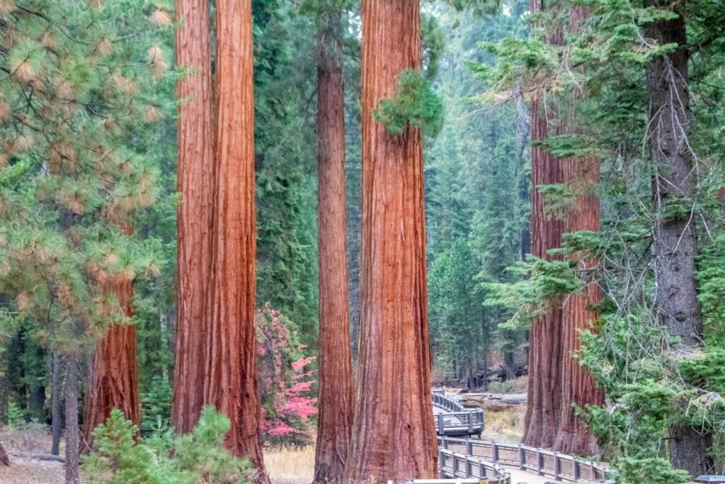 Bridge in the middle of a redwood forest.